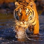 bahowells@yahoo.co.uk